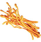 Cordyceps