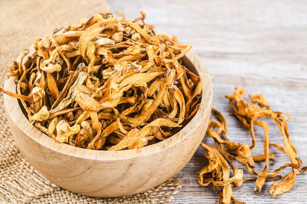 Cordyceps