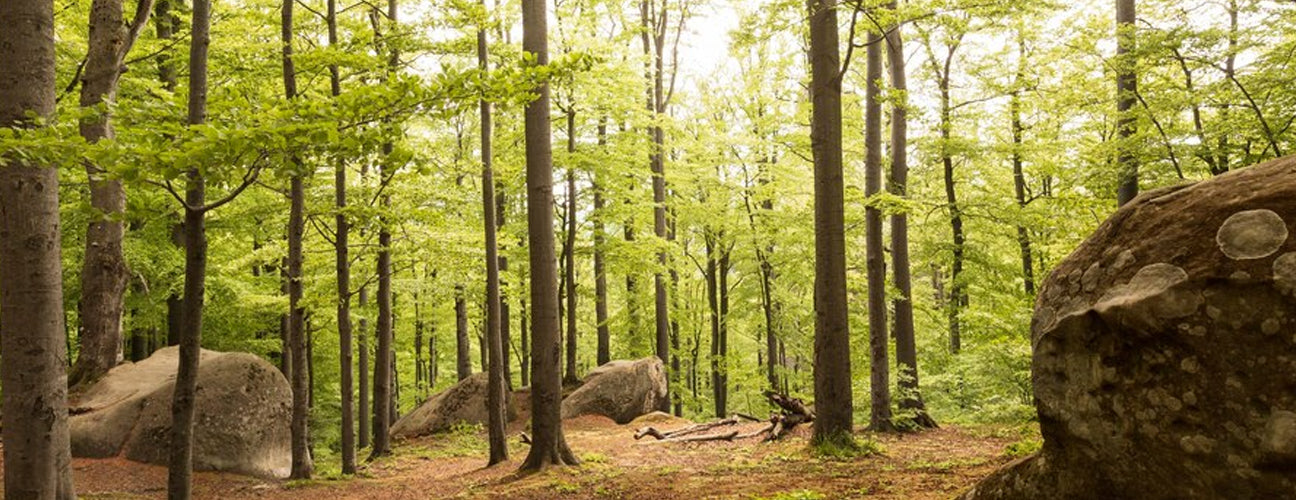 Chaga Mushroom: The King of Medicinal Mushrooms