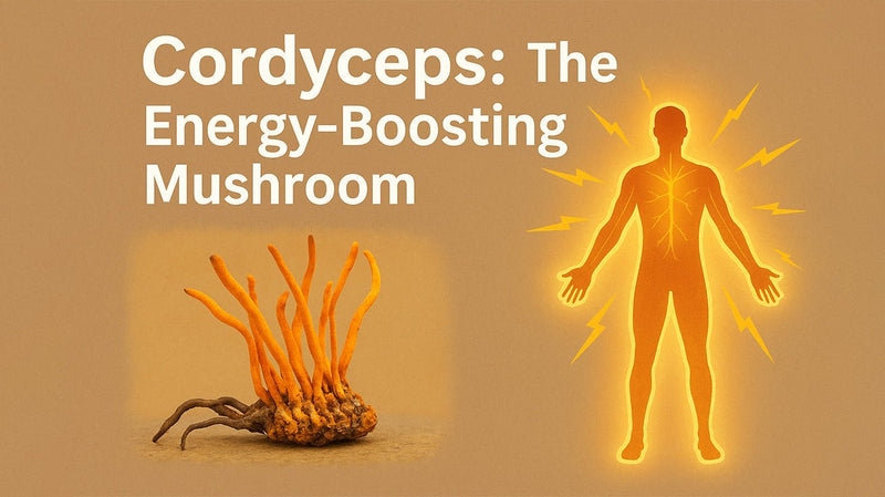 Chaga Mushroom: The King of Medicinal Mushrooms