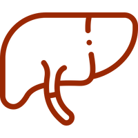 Liver & Antioxidant Support