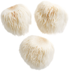 Lion's Mane