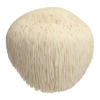 Lion’s Mane