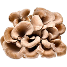 Maitake
