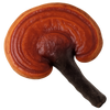 Reishi