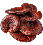 Reishi 