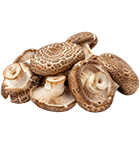 Shiitake