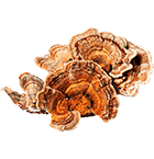 Turkey Tail