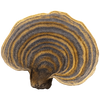 Turkey Tail